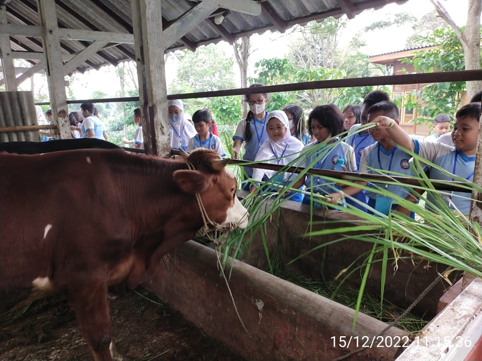 KEGIATAN TENGAH SEMESTER DI KEBUN PAK BUDI